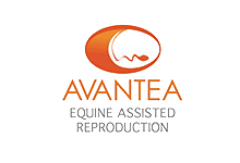 AVANTEA